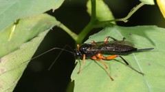 Pimpla pedalis
