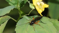 Pimpla pedalis
