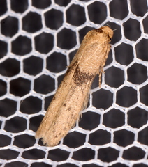 Blastobasis tanyptera