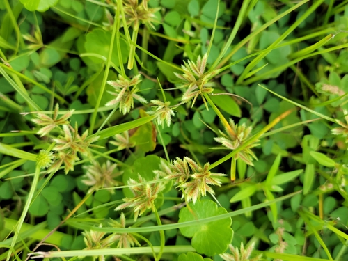 Cyperus pumilus image