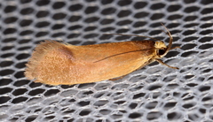 Delexocha ochrocausta