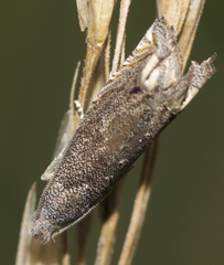 Epiblema minutana