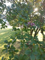 Lagerstroemia indica