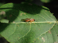 Theronia