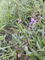 Grona heterocarpos angustifolia