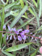 Grona heterocarpos angustifolia