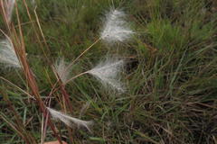 Andropogon eucomus