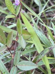 Grona heterocarpos angustifolia