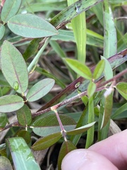 Grona heterocarpos angustifolia