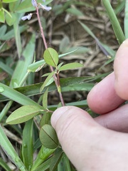 Grona heterocarpos angustifolia