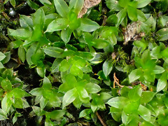 Ptychostomum moravicum