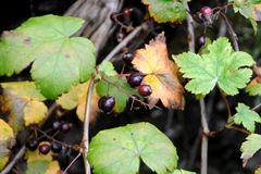 Ribes laxiflorum