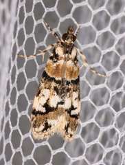Scoparia charopoea
