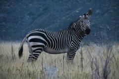 Equus zebra zebra