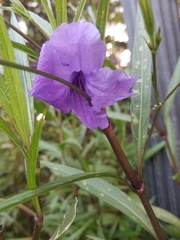 Ruellia simplex