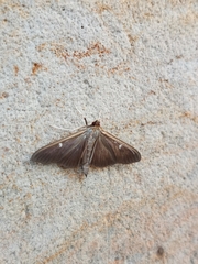 Cydalima perspectalis