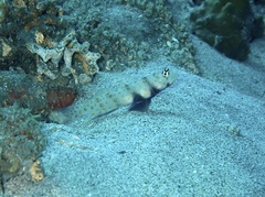 Amblyeleotris guttata