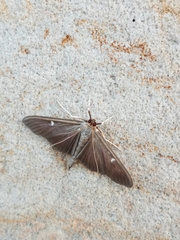 Cydalima perspectalis