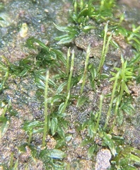 Fissidens exilis