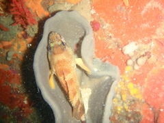 Acanthistius sebastoides