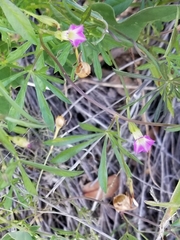 Ipomoea costellata