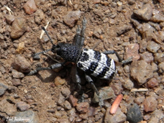 Aegorhinus superciliosus