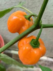 Capsicum chinense