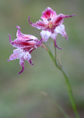 Gladiolus maculatus