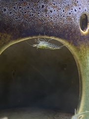 Neocaridina davidi