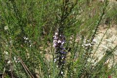 Muraltia juniperifolia