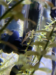 Neocaridina davidi