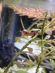 Neocaridina davidi