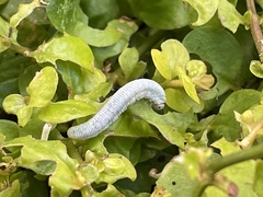 Monostegia