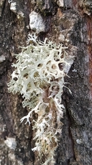 Evernia prunastri