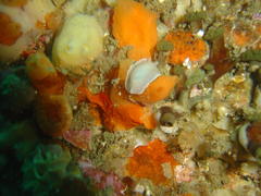 Doriopsilla capensis