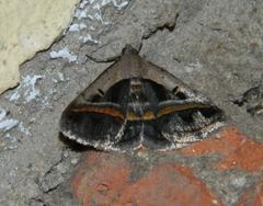 Acantholipes trimeni