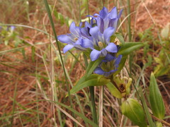 Gentiana spathacea