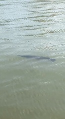 Lepisosteus oculatus