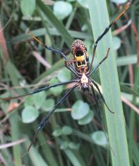 Trichonephila fenestrata