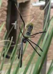 Trichonephila fenestrata