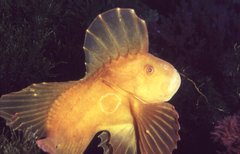 Gnathanacanthus goetzeei