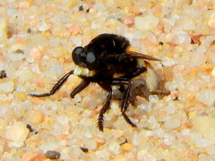 Eccritosia barbata