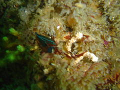 Tambja capensis