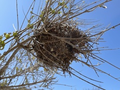 Auriparus flaviceps