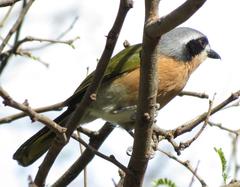 Telophorus olivaceus