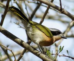 Telophorus olivaceus