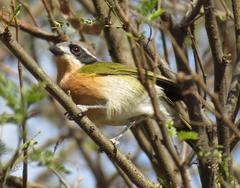 Telophorus olivaceus