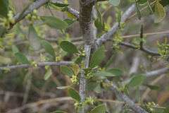 Maytenus spinosa