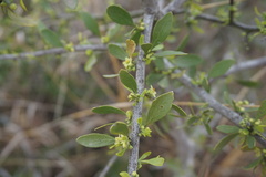 Maytenus spinosa