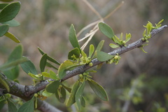 Maytenus spinosa